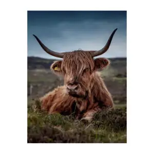 Fotokaart Schotse Hooglander liggend