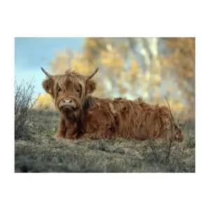 Fotokaart Schotse Hooglander liggend in het gras