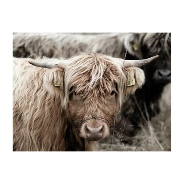 Fotokaart twee schotse Hooglanders Nr15