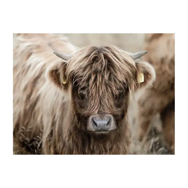 Fotokaart Schotse Hooglander nr 7