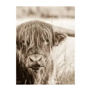 Fotokaart Schotse Hooglander in het gras sepia