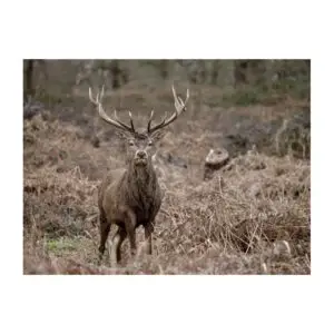 Fotokaart Hert met gewei