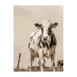 Fotokaart Hollandse koe sepia