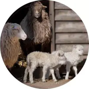 Bruin en wit schaap met lammeren 50 cm