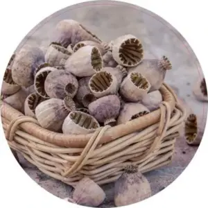 Bak met papaja 50 cm