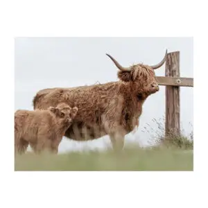 Fotokaart Hooglander met kalf