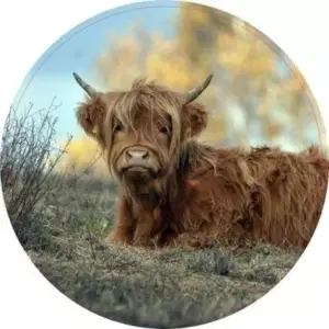 Schotse Hooglander lekker liggend - 80 cm