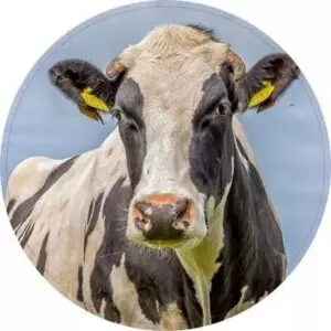 Portretfoto koe 50 cm