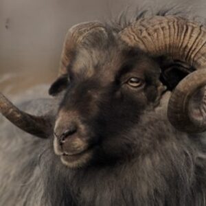 Viltjes ram 10 stuks