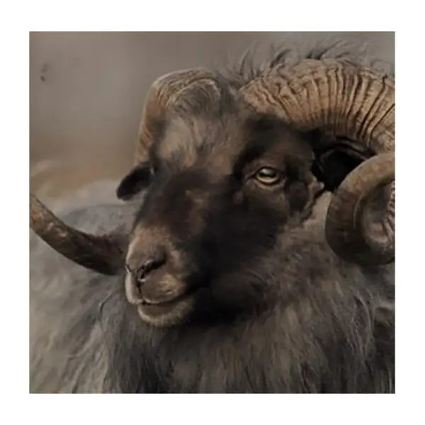 Viltjes ram 10 stuks