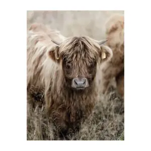 Fotokaart Schotse Hooglander staand