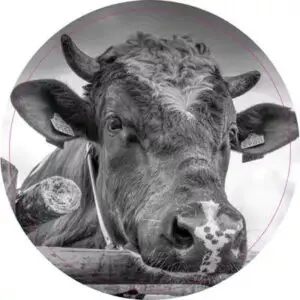 Koe met hoorn bij hek