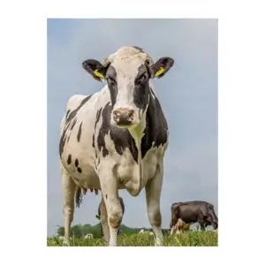 Fotokaart staande koe