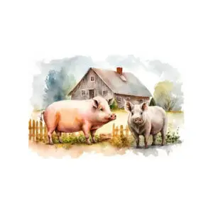 Fotokaart Varkens bij schuur