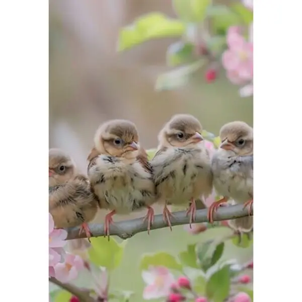 Vogeltjes in het bos