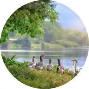 Daar bij de waterkant 50 cm