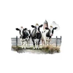 Fotokaart drie koeien