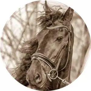 Portretfoto Fries Paard