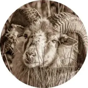 Lekker in het gras sepia