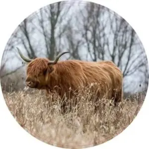 Schotse Hooglander in het gras