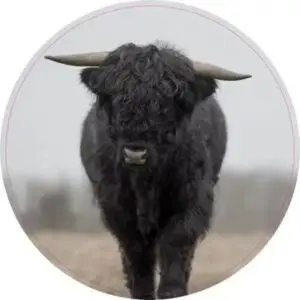 Donkere Hooglander lopend