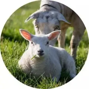 Lekker in het gras liggen