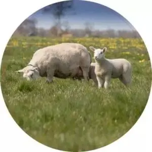 Lekker grazen met lam