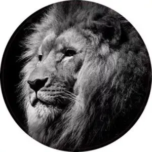 Leeuw zwart/wit