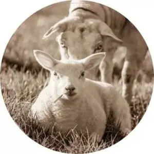 Lekker in het gras liggen sepia