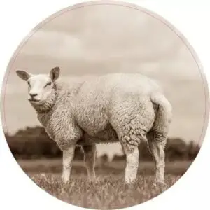 Lammetje sepia