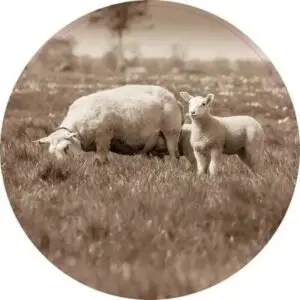 Lekker grazen met lam sepia