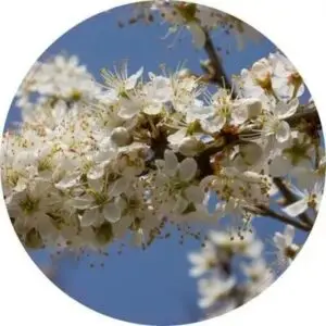 Bloesem met blauwe lucht