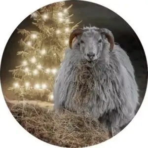 Schaap bij kerstboom