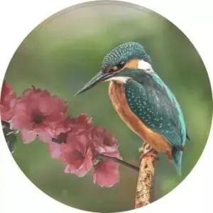 Ijsvogel