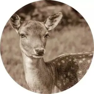 Hertje Sepia