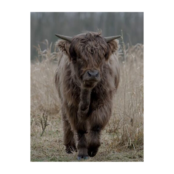 Bruine Schotse Hooglander