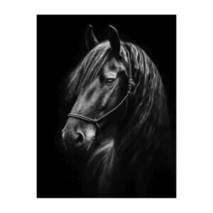 Fries paard met zwarte achtergrond