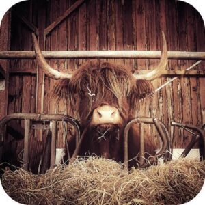 Viltjes Schotse Hooglander in de stal met stro