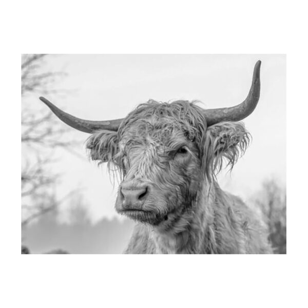 Schotse Hooglander zwart/wit