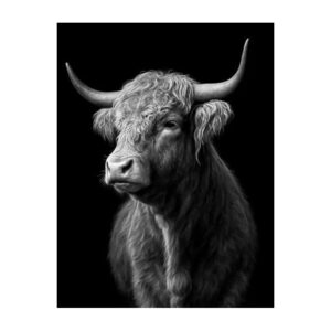 Schotse Hooglander met zwarte achtergrond