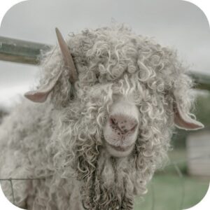 Viltjes Wollig schaap 10 stuks