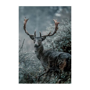 Edelhert in de winter