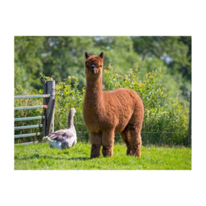 Alpaca