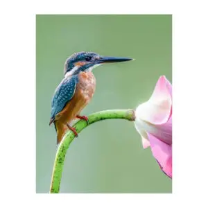 Ijsvogel op de uitkijk