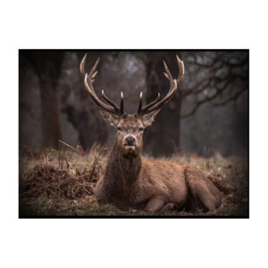 Edelhert lekker liggend in het bos