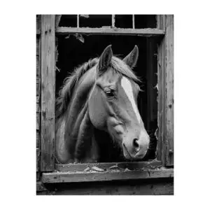 Paard lekker warm op stal