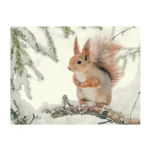 Eekhoorn in de sneeuw