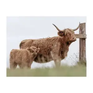 Hooglander met kalf