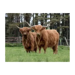 Twee schotse hooglanders